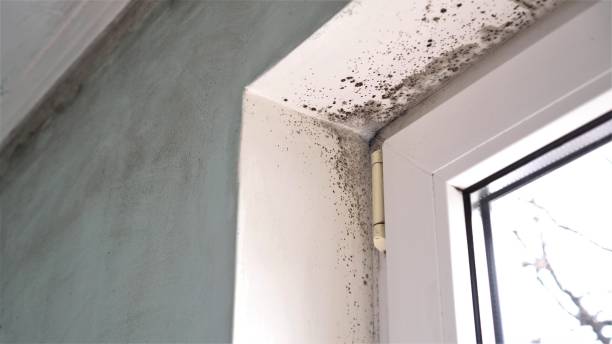 Best Residential Mold Inspection & Testing  in USA